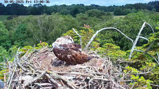 An osprey is sitting on its nest made of sticks and twigs at the top of a tree. The bird has brown and white feathers and is preening itself, with its head turned backward. The nest is surrounded by lush green foliage, with a dense forest in the background under a partly cloudy sky. The image has a timestamp showing the date as May 30, 2025, and the time as 13:00:36.