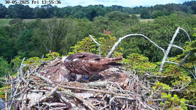 A bird of prey, likely an osprey, is perched on a large nest made of sticks and twigs, situated high above a dense, green forest. The eagle appears to be feeding its young or a catch, with a small chick or prey in the nest. The background shows lush, rolling hills covered in trees, and the sky is partly cloudy. A timestamp in the upper left indicates the date as May 30, 2025, and the time as 13:55:36 on a Friday.
