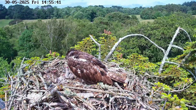 A young bird, likely a chick, is in a nest made of twigs and branches, surrounded by green trees and foliage. An adult bird, possibly a hawk or eagle, is leaning over the chick in a protective manner. The background shows a lush, dense forest with trees extending into the distance under a partly cloudy sky. The image has a timestamp of "30-05-2025 Fri 14:55:41" at the top.