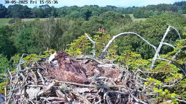 A ringed-necked hawk is perched in its nest made of sticks and twigs, high in the branches of a tree. The hawk has a white head with dark markings around its eyes, and brown feathers covering its body. The nest is surrounded by green foliage and the background shows a lush, expansive forest with rolling hills under a clear sky. The timestamp on the image shows the date as May 30, 2025, and the time as 15:55:36.