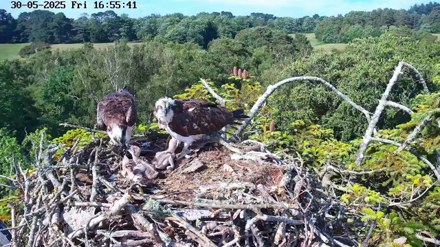 A pair of ospreys are perched on a large nest made of sticks and branches high in a tree. One osprey is feeding a chick, while the other looks on. The background features a lush green landscape with rolling hills and dense foliage under a clear sky. The timestamp indicates the image was taken on May 30, 2025, at 4:55 PM.