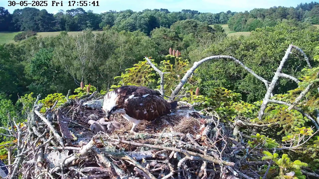 An adult bird of prey, likely an osprey, is sitting in a large nest made of intertwined twigs and branches. The nest is situated high in a tree among green foliage. The background features a lush landscape with dense green trees and rolling hills under a blue sky with some clouds. The scene is captured by a webcam, with the date and time displayed at the top left corner as "30-05-2025 Fri 17:55:41."