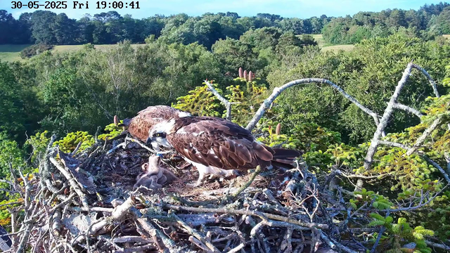 A juvenile bird perched on the edge of a large nest made of twigs and branches, with an adult bird tending to it. The nest is situated high in a tree amid dense green foliage, with a landscape of rolling hills and more trees in the background under a clear blue sky. The top left corner displays the date and time: 30-05-2025, Friday at 19:00:41.