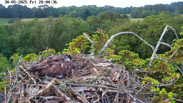 A bird of prey, likely an eagle, is resting on its nest made of twigs and branches at the top of a tree. The nest is surrounded by lush green foliage, with a forested landscape extending into the distance under a cloudy sky. The timestamp at the top of the image indicates the date and time as 30th May 2025, Friday, 8:00 PM and 36 seconds.