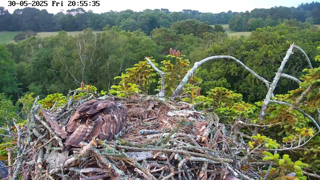 A young eagle is resting in its nest made of sticks and branches, situated high in a tree. The nest is surrounded by green foliage, and in the background, there is a dense forest with rolling hills. The sky is clear, and the timestamp indicates that the photo was taken on May 30, 2025, at 8:55 PM.