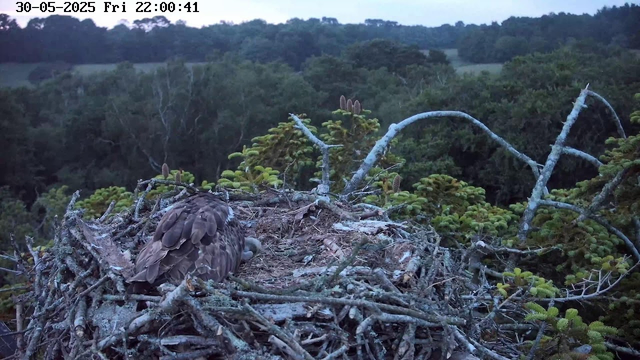 A bird of prey, possibly an eagle or hawk, is sitting in its nest made of twigs and branches. The nest is situated high in a tree, with dense green foliage and a forested landscape in the background. The scene is captured during dusk or early evening, as indicated by the dim lighting. The timestamp on the image reads "30-05-2025 Fri 22:00:41".