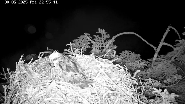 A bird with spiky feathers, possibly a hawk or eagle, is sitting in a nest made of twigs and branches. The background is dark, indicating it is nighttime, and there are some leafy plants around the nest. The image is in black and white with a timestamp in the top left corner reading "30-05-2025 Fri 22:55:41."