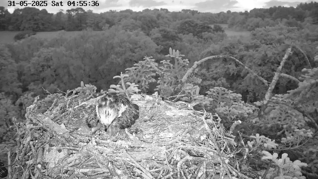 A young bird, possibly a hawk or an eagle, is sitting on a nest made of twigs and branches. The nest is high up in a tree surrounded by dense foliage. The image is in black and white, and the background shows a forested landscape with trees stretching into the distance. The sky is mostly cloudy. In the top left corner, there is a timestamp displaying the date "31-05-2025" and the time "04:55:36," along with the day of the week, "Saturday."