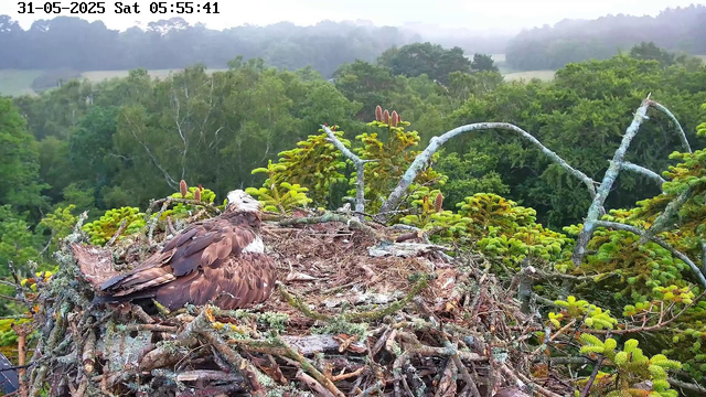 A bird of prey, possibly an osprey, is resting on its nest made of twigs and branches. The nest is situated among green coniferous trees, with a dense forest and rolling hills in the background. The sky is slightly overcast, and the time and date are displayed at the top of the image: 31-05-2025, Saturday at 05:55:41.
