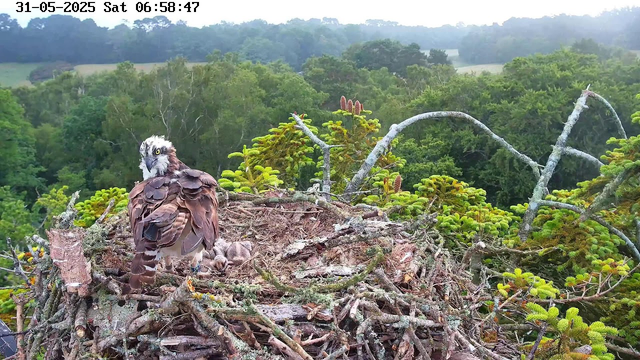 A young ospreys is perched on a large nest made of sticks and branches, high above a dense green forest. The bird has brown and white feathers with striking yellow eyes, and it is looking directly at the camera. The background shows a lush, rolling landscape with trees and distant hills. The sky is partly cloudy, suggesting early morning. The timestamp at the top indicates the date as May 31, 2025, and the time as 6:58 AM.