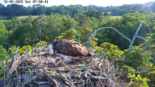 A bald eagle with white feathers on its head and dark brown body stands on a nest made of sticks and twigs. The nest is high in a tree with lush green foliage, and young eaglets are visible beneath the adult bird. In the background, there is a dense forest with a variety of trees and rolling hills under a clear sky, with sunlight streaming in. The image includes a timestamp at the top left corner indicating the date as 31-05-2023 and time as 07:58:41 on a Saturday.