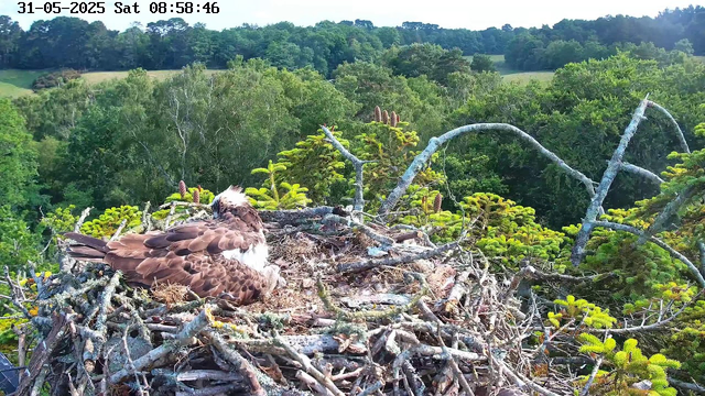 A bird of prey, likely an osprey, is resting on its nest made of sticks and twigs, situated high in a tree canopy. The nest is surrounded by bright green foliage and pine cones. In the background, there are rolling green hills and a dense forest under a clear sky. The top of the image displays a timestamp showing the date as May 31, 2025, and the time as 08:58:46.
