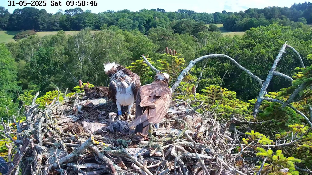 An adult osprey stands on a large nest made of twigs and branches, with three small chicks nearby. The background features a lush green forest with trees and rolling hills under a bright, clear sky. The scene is captured from a webcam, and the timestamp shows it is Saturday, May 31, 2025, at 9:58 AM.