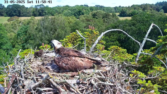 A mature bird of prey, likely an osprey, is sitting on its nest made of twigs and branches on a tree. The osprey has brown and white feathers, with a white head and distinctive dark eye markings. The nest is situated among green foliage, with a lush, forested landscape and rolling hills in the background. The scene appears to be in daytime, and the timestamp indicates it was taken on May 31, 2025, at 11:58 AM.