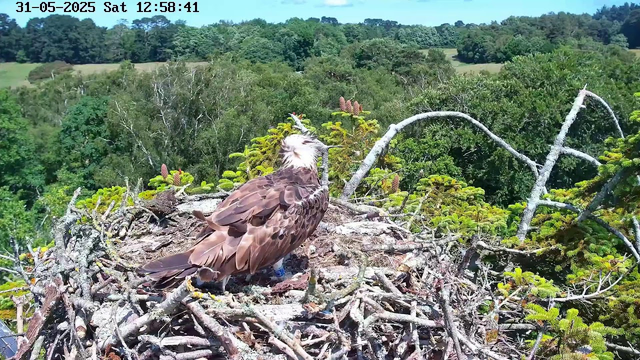 A large bird of prey with brown feathers and a white head is perched on a nest made of twigs and branches. The nest is situated high in a tree, overlooking a dense green forest with rolling hills in the distance. The sky is clear and blue, and the scene appears to be captured in the daytime. The image includes a timestamp at the top left corner indicating the date and time as May 31, 2025, at 12:58:41 PM.