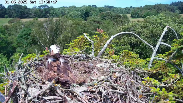 A young osprey with a white head and dark eye stripe sits on its nest made of sticks at the top of a tree. The nest is surrounded by lush green foliage, with a dense forest and rolling hills in the background under a clear sky. The date and time are displayed at the top of the image.