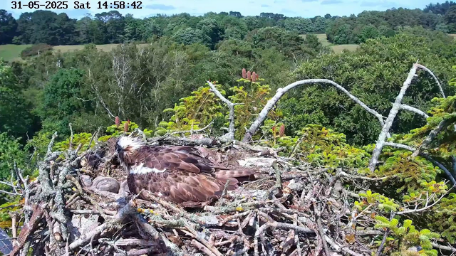 A bird of prey, likely an osprey, is resting in a large nest made of sticks and branches situated high in the trees. The nest is surrounded by lush green foliage and trees extending into the distance under a partly cloudy sky. The overhead timestamp indicates the date as May 31, 2025, and the time as 14:58:42.