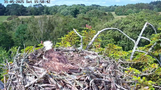 A bird with a white, fluffy crest on its head and brown feathers on its body is sitting in a large nest made of sticks and branches. The nest is located high in a tree among green foliage. In the background, there is a lush forest with various shades of green trees, rolling hills, and a partly cloudy sky. The image has a timestamp in the upper left corner showing the date as May 31, 2025, and the time as 15:58:42.