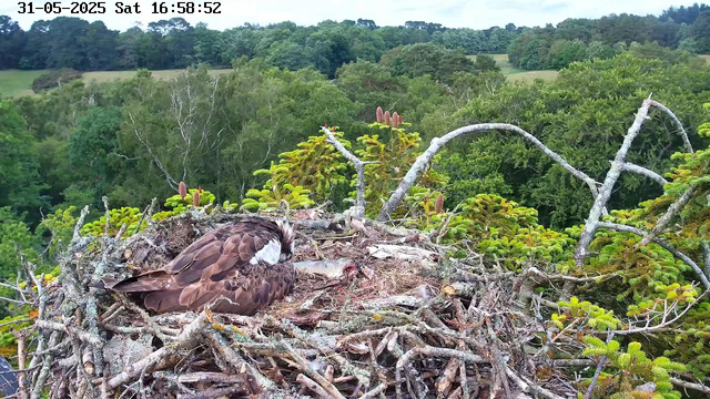 A bird of prey, likely a hawk, is sitting on its nest made of twigs and branches. The nest is situated high in a tree surrounded by lush green foliage. The background features a dense forest with a mix of trees and rolling hills under a bright, partly cloudy sky. The image includes a timestamp at the top indicating it was taken on May 31, 2025, at 16:58:52 on a Saturday.