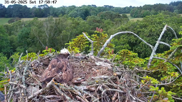 A young bird of prey, possibly a hawk, with brown and white feathers sits in a large nest made of twigs and branches, high in a tree. The nest is surrounded by lush green foliage, and in the background, there is a dense forest with rolling hills under a clear sky. The timestamp on the image reads "31-05-2025 Sat 17:58:47".