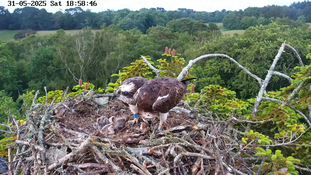 A bird of prey, likely an osprey, sits on its nest made of sticks and twigs high in a tree, with three small hatchlings nestled beneath it. The background features a lush, green forest with various trees and rolling hills under a partly cloudy sky. The timestamp on the image indicates the date as May 31, 2025, and the time as 18:58:46 on a Saturday.