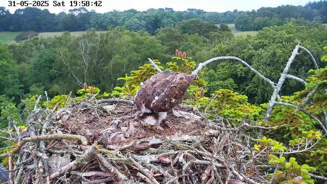 A hawk is tending to its nest, which is made of sticks and situated high in a tree. The nest contains several tiny, downy chicks. The hawk appears to be feeding or inspecting the chicks. The background features a lush, green forest with dense trees and rolling hills under an overcast sky. The timestamp in the top left corner indicates the date and time as May 31, 2025, Saturday, 7:58 PM.