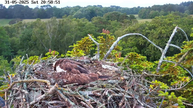 A young bird, likely an osprey, is resting in a nest made of twigs and branches. The nest is situated high in a tree surrounded by lush green foliage. In the background, there is a dense forest with a variety of trees and rolling hills. The sky is clear, and the scene has a peaceful, natural setting. The image shows the date and time as May 31, 2025, Saturday at 20:58:51.