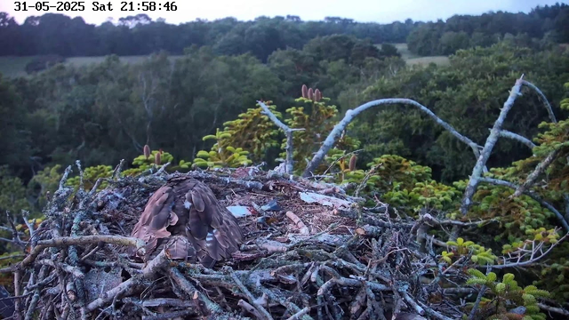 A bird, likely a raptor, is resting in a nest made of twigs and branches. The nest is situated high in a tree, surrounded by lush green foliage. In the background, there are dense, rolling hills covered with trees and vegetation. The sky appears to be either early evening or dawn, with soft lighting. The date and time displayed on the image are 31-05-2025, Saturday, 21:58:46.