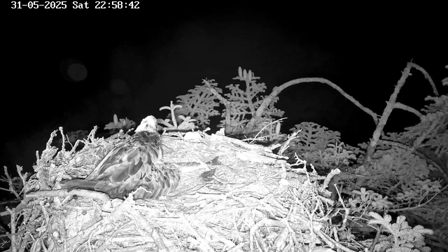 A bird with patterned feathers is sitting in a nest made of sticks and twigs. The nest is surrounded by foliage, and the background is dark. The image is in black and white, with the date and time displayed at the top left corner.