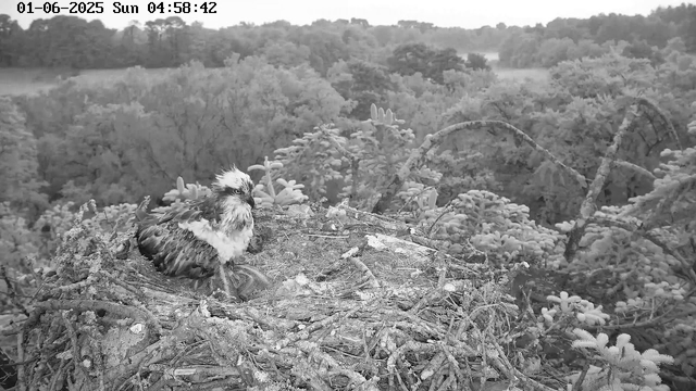A young bird with downy feathers and a crest on its head is sitting in a nest made of twigs and sticks, high up in a tree. The background shows a forest with dense foliage and branches. The image is in black and white. The timestamp on the image reads "01-06-2025 Sun 04:58:42."