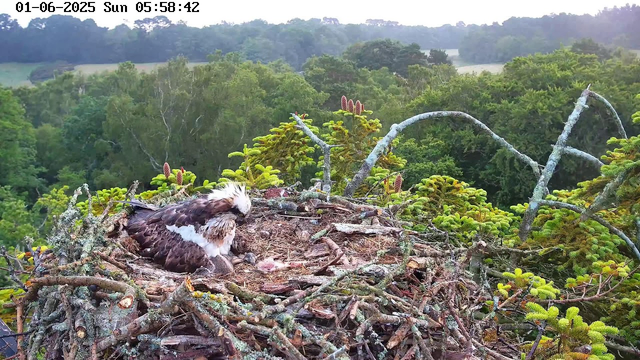 A young osprey chick with brown and white feathers is sitting in a large nest made of twigs and branches at the top of a tall tree. The nest is surrounded by green foliage and the background shows a lush, forested landscape with rolling hills. The time and date are displayed in the top left corner as "01-06-2025 Sun 05:58:42."