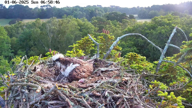 A young osprey chick with fluffy white and brown feathers lies in a large nest made of twigs and branches. The nest is situated high above a dense green forest, with the sun rising in the background, illuminating the scene with soft early morning light. The image is timestamped "01-06-2025 Sun 06:58:46" at the top.