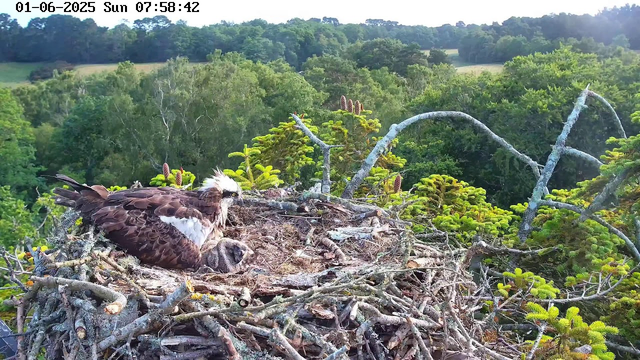 A young osprey chick is resting in a large nest made of sticks and branches on top of a tree. An adult osprey with brown and white feathers is sitting beside the chick, keeping watch. The nest is surrounded by lush green trees, and the background showcases a densely forested landscape with rolling hills. The sky is clear, and the scene is brightly lit. The timestamp at the top indicates the date and time as July 1st, 2025, at 7:58:42 AM.