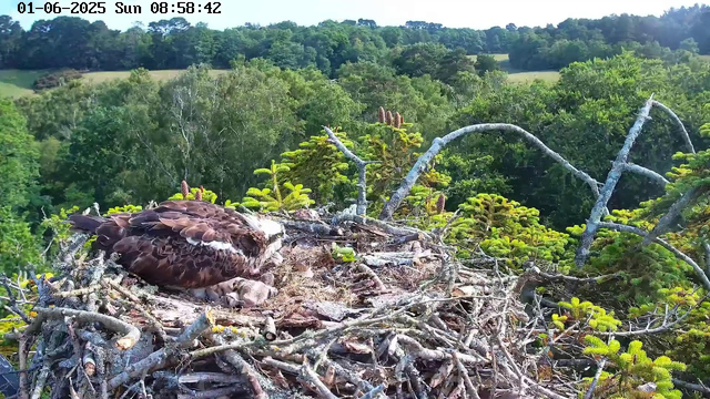 A young osprey is resting in its nest made of twigs and branches on a tall tree. The nest is surrounded by green foliage, with a dense forest and rolling hills in the background. The scene is bright and sunny, and the image is captured by a webcam with the date and time displayed at the top.