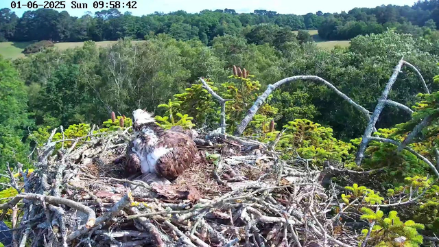 A camera captures a view of an osprey resting in its nest, which is made of sticks and situated high in a tree. The nest is surrounded by green foliage and trees, with a lush, forested landscape in the background. The image is brightly lit, indicating it is daytime, and the timestamp shows it is morning. The osprey has brown and white feathers and is nestled comfortably in the nest.