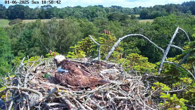 A bald eagle is resting on its nest made of twigs and branches, situated high among green trees. The background shows a lush, dense forest under a bright, sunny sky. The timestamp at the top of the image indicates the date and time as January 6, 2025, Sunday, 10:58:42 AM.