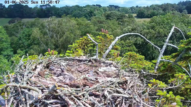 A bird's nest made of twigs and branches is situated high in a tree, overlooking a lush green forest with dense foliage and rolling hills in the background. The sky is partly cloudy, and the scene is bright with natural sunlight. The image also displays a timestamp of June 1, 2025, at 11:58:47 AM.