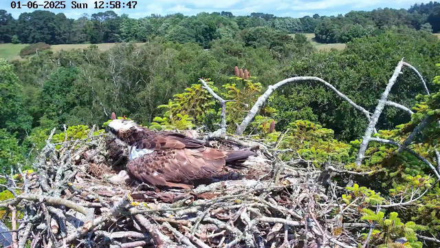 A hawk is resting in its nest made of twigs and branches, situated high in a tree. The nest is surrounded by lush green foliage, with a dense forest and open fields visible in the background under a clear blue sky. The image shows a timestamp at the top indicating the date and time as January 6, 2025, at 12:58:47 PM.