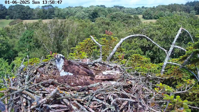 A fledgling osprey with brown and white plumage is lying in its nest made of twigs and branches. The nest is situated high in a tree, surrounded by green foliage. In the background, there is a lush, rolling landscape of trees and open fields under a partly cloudy sky. The timestamp at the top indicates the date and time as January 6, 2025, at 1:58 PM.