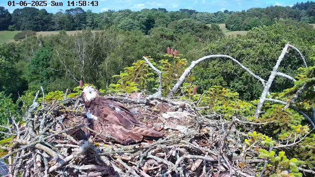An adult bird of prey, likely an osprey, is resting in a large nest made of sticks and twigs. The nest is situated high in a tree, surrounded by green foliage. The background features a lush, forested landscape with rolling hills under a partly cloudy sky. The time and date are displayed at the top left corner: June 1, 2025, Sunday, 14:58:43.