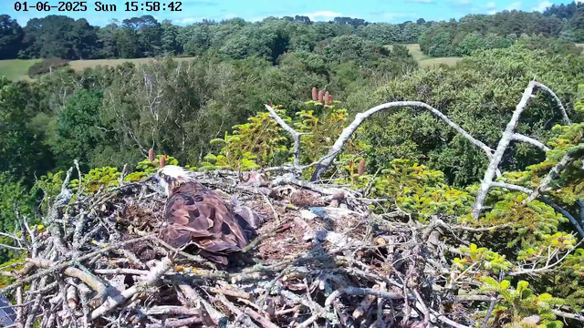 A bald eagle is sitting on a large nest made of sticks and branches, surrounded by green foliage and trees in a forested area. The eagle appears to be looking over its nest, with a clear blue sky and distant tree-covered hills in the background. The image shows the time and date at the top: June 1st, 2025, at 3:58 PM.