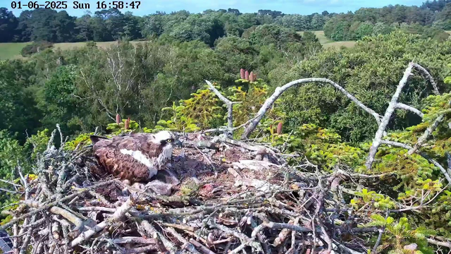 A young hawk is sitting on its nest made of sticks and branches, high up in a tree. The nest is surrounded by green trees and foliage, with a landscape of rolling hills in the background. The sky is clear and blue, and the image has a timestamp at the top showing the date as January 6, 2025, and the time as 16:58:47.