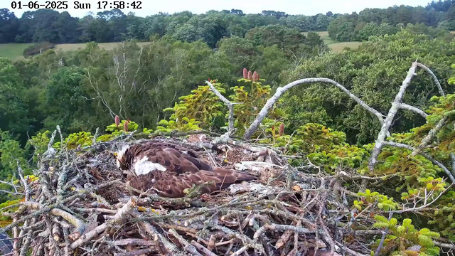 A young bird, possibly an osprey, is resting in a large nest made of sticks and branches at the top of a tall tree. The nest is surrounded by lush green foliage, with a dense forest visible in the background under a clear sky. The timestamp at the top of the image shows the date as January 6, 2025, and the time as 17:58:42 on a Sunday.