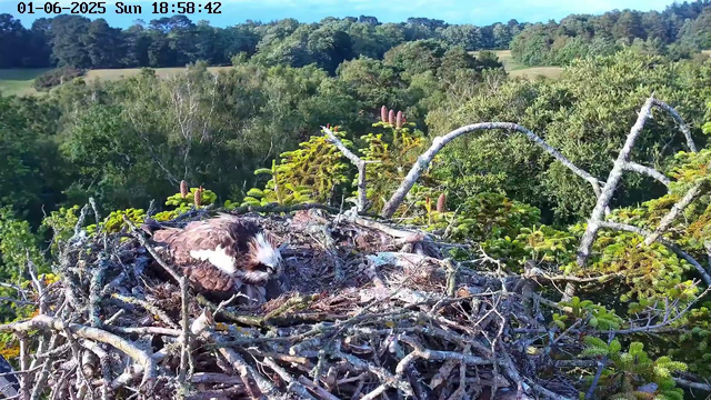 A young bird is resting in a large nest made of sticks and twigs, situated high in a tree. The nest is surrounded by lush green foliage and branches. In the background, there is a dense forest with trees extending to the horizon under a clear blue sky. The timestamp on the image indicates it was taken on June 1st, 2025, at 6:58 PM.