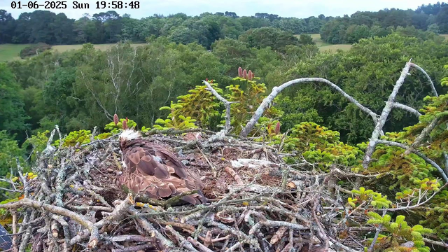 A young bird, likely an osprey, is sitting in a large nest made of twigs and branches. The nest is situated high in a tree, overlooking a lush, green forest with various types of trees and rolling hills in the background. The sky is partly cloudy, and the timestamp on the image shows it is early evening.