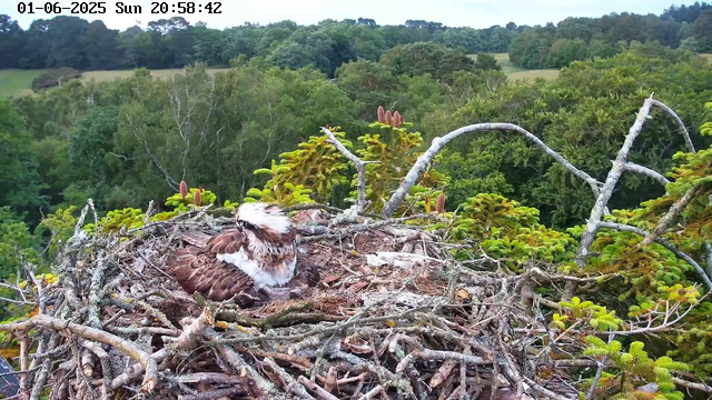 A juvenile bird with brown and white feathers is resting in a large nest made of twigs. The nest is perched high in a tree surrounded by lush green foliage. In the background, there is a dense forest with rolling hills and more trees under a partly cloudy sky. The image has a timestamp of June 1, 2025, at 8:58 PM.