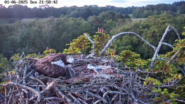 A bird of prey, likely an osprey, is sitting on its nest made of sticks and twigs on top of a tree. The nest contains a partially eaten fish. The background shows a lush forest with dense green trees and a distant horizon under a partly cloudy sky. The image was captured at 21:58:42 on June 1, 2025.