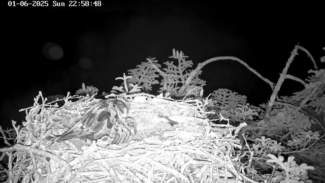 A bird with speckled feathers is resting in its nest, which is built on a branch of a tree. The nest and surrounding branches are covered in frost or snow, and the background is dark, indicating it is nighttime. The timestamp in the top left corner reads "01-06-2025 Sun 22:58:48."