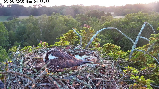 A bird is resting in a large nest made of sticks and branches at the top of a tree. The nest is surrounded by green foliage, with some small budding pine cones visible. The background shows a dense forest with trees extending into the distance, and the sun is either rising or setting, casting a warm glow over the scene. The date and time are displayed at the top left corner of the image.