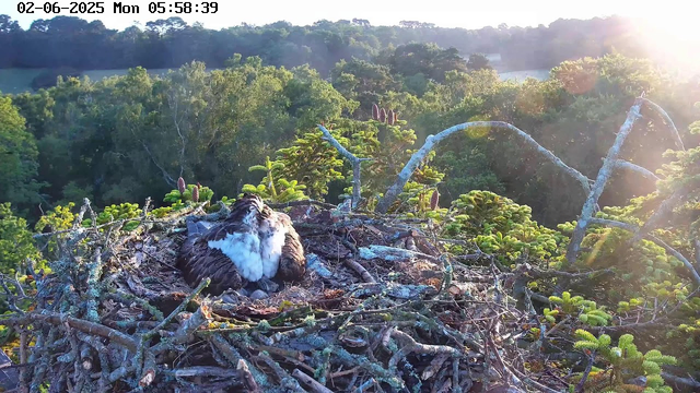 An osprey sits in its nest on a high tree branch, surrounded by green foliage and soft sunlight coming from the right side. The nest is made of twigs and sticks. In the background, there is a dense forest and a distant landscape with more trees. The image is captured early morning, as indicated by the timestamp.